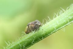 Machaerotypus sibiricus