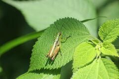 Parapodisma setouchiensis