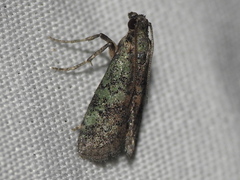 Cacotherapia flexilinealis