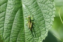 Parapodisma setouchiensis