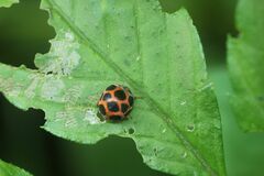 Diekeana admirabilis