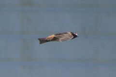 Petrochelidon pyrrhonota pyrrhonota