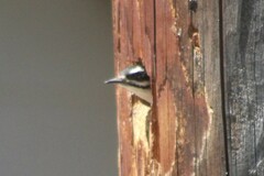 Dryobates villosus orius