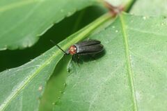 Cyphonocerus ruficollis