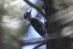 Dryobates villosus orius