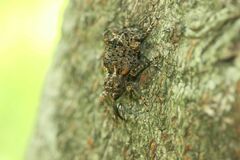 Ectatorhinus adamsii