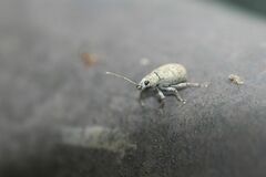 Nothomyllocerus griseus