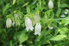 Campanula punctata punctata