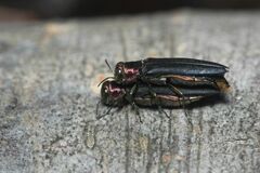 Agrilus spinipennis