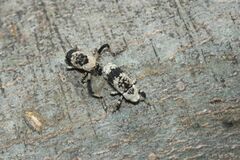 Gasterocercus longipes