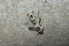 Gasterocercus longipes