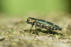 Agrilus decoloratus