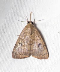 Maurilia