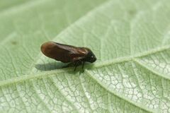 Eoscarta assimilis