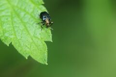 Euops splendidus