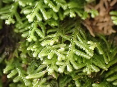 Lepidoziaceae