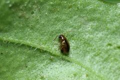 Longitarsus scutellaris