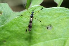 Gymnastes flavitibia