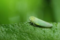 Balclutha rubrinervis