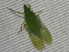 Rhynchomitra recurva