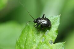 Ectmetopterus micantulus