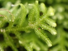 Lepidoziaceae