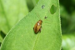 Longitarsus succineus