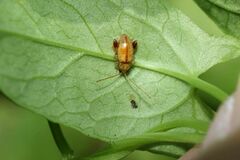 Longitarsus succineus