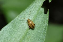 Longitarsus succineus