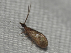 Sympherobius barberi