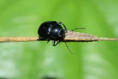 Colasposoma dauricum