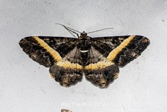 Harutalcis vialis