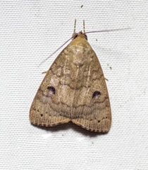 Maurilia