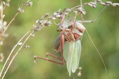 Gampsocleis sedakovii