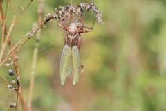 Gampsocleis sedakovii