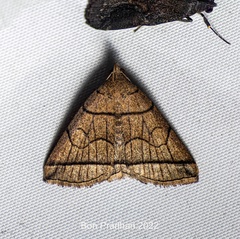 Herminia grisealis