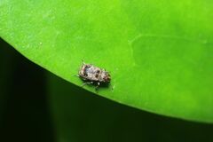 Autotropis distinguenda