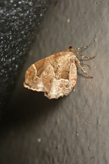 Ceratodalia