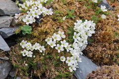 Cherleria arctica