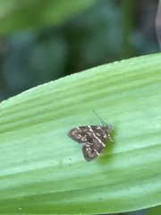 Choreutis japonica