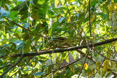 Arizelocichla fusciceps