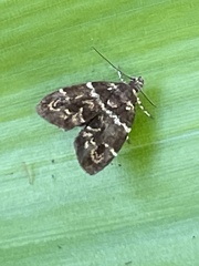 Choreutis japonica