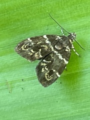 Choreutis japonica