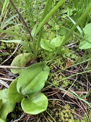 Platanthera obtusata