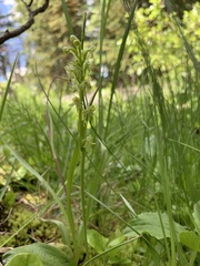 Platanthera obtusata