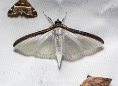 Cydalima laticostalis