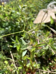 Stellaria umbellata