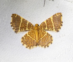 Hastina pluristrigata