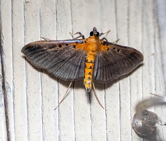 Filodes fulvidorsalis