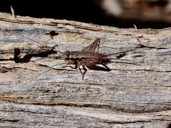 Eurepa marginipennis